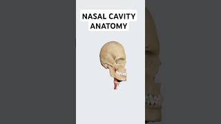 Nasal Cavity Anatomy anatomy nasal nasalcavity nasalpolyps shorts [upl. by Gayelord]