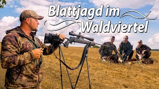 Blattjagd  Rehböcke in der Hochbrunft  Die Blattzeit in Theorie amp Praxis waldvierteljagd [upl. by Levy366]