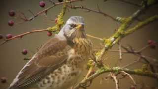 Fieldfare [upl. by Eelanej558]