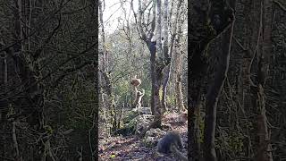 Forêt des singes à rocamadour [upl. by Popper]