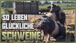 Schweinehaltung ohne Stress und Tiertransport  Dokumentation SizzleBrothers [upl. by Ainad690]