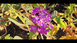 2024 Super bloom Anza Borrego Desert State Park 3162024 [upl. by Lenrad595]