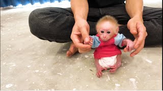 Change diapers and put on new clothes for baby monkeys [upl. by Ahsinyd]