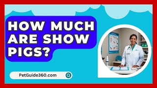 How Much Are Show Pigs  PetGuide360com [upl. by Ani]