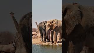 Elephants And Gemsbok At Safarihoek [upl. by Rexanne]