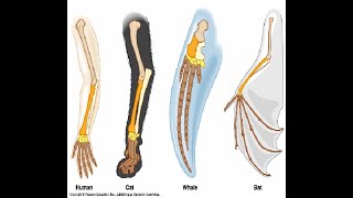 Part IV Origin and Evolution of Life Evidences of Organic Evolution [upl. by Booth286]