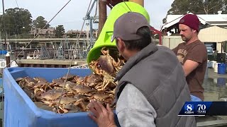 Dungeness crab fishing season will likely end early but soon enough for local nonprofit [upl. by Er]