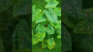 beautiful Caladiums plant anujk88 caladiums araceae ornamentalplant nature summerfoliage [upl. by Leahey]