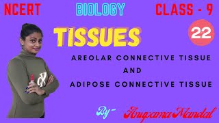 TISSUES  AREOLAR AND ADIPOSE CONNECTIVE TISSUE  CLASS  9  BIOLOGY [upl. by Montford802]