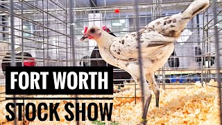 Los Bantams En El Fort Worth Stock Show [upl. by Hazel572]