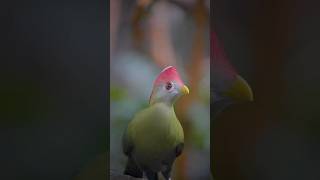 Redcrested Turaco Bird [upl. by Air]