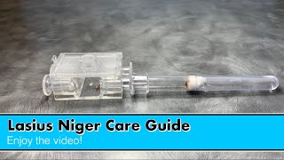 Lasius Niger care guide How to keep Lasius Niger ants as pets [upl. by Ecirehs]