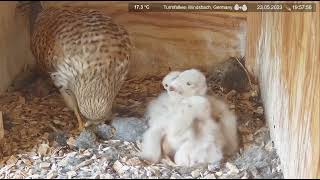 Common kestrel Chicks Nest Cam 2023 523 DAY 7 [upl. by Ful776]