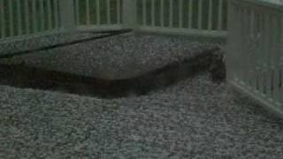 Supercell Storms  Hail in Alpharetta April 2009 [upl. by Atiuqihs]