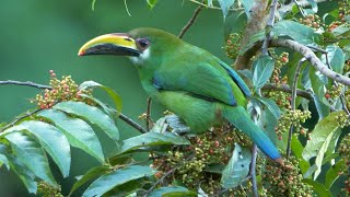 Northern EmeraldToucanet and its Call [upl. by Yehus529]