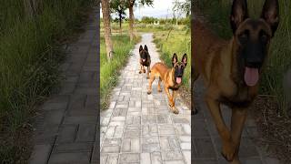 Belgian Malinois training dog malinois becgiegermanshepherd chó pets dog 02 [upl. by Oiralih]