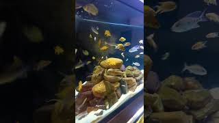 Swarm of Tanganyikan Cichlids Eating Brine Shrimp [upl. by Kerby]