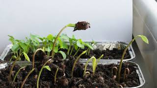 Timelapse of cherimoya and papaya sprouting and growing from seeds [upl. by Barbaresi971]