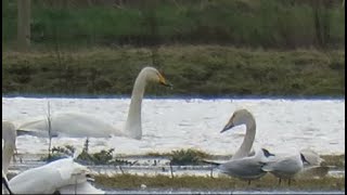 240315 RSPB Saltholme Highlights [upl. by Tiras]