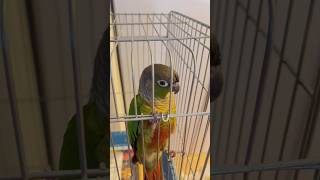 Conure Dancing 🦜💃🏻🦜 shorts youtubeshorts parrot [upl. by Pry]