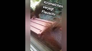 🐿 Krümelchen verjagt Flauschi cuteanimals squirrel [upl. by Betthel657]