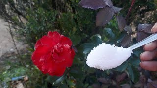 See what happens when you add epsom salt to your plants [upl. by Kemme72]