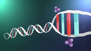 Detecting DNA methylation in the human genome [upl. by Nnylkcaj]