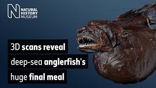 3D scans reveal deepsea anglerfishs huge final meal [upl. by Cand904]