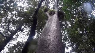 Kauri Trees in Te Huia Waitakere New Zealand [upl. by Isayg]