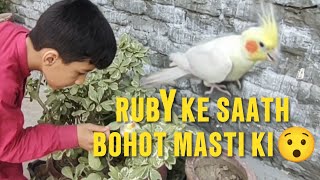 Aaj saare pets ne bohot bhagaya  Kabutar bhi uth gaya Pets Vlog Pet House [upl. by Noach518]