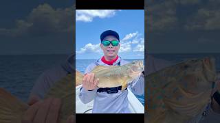 Lodi grouper Ujung Kulon mancingmania fyp saltwaterfishing ujungkulon jigging jiggingfishing [upl. by Eolanda]