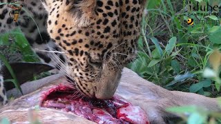 Leopard Feast Watch As Majestic Male Devours A Kudu [upl. by Dinsmore275]