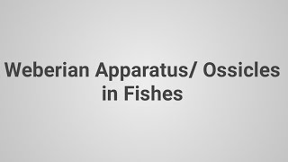 Weberian Apparatus Or Ossicles in Fishes MSC BSC Zoology [upl. by Ylrak]