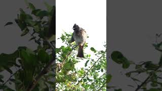 RED VENTED BULBUL  PA RAJALAXMANA PHOTOGRAPHY  TELANGANA BIRDS  WILD LIFE  BIRDS [upl. by Drarig]