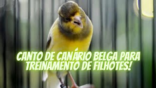 canto de canário belga para treinamento de filhotes [upl. by Idnac]