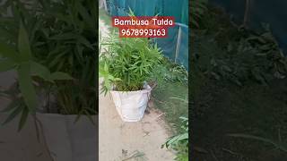 bambusa tulda farming in india Bamb plant available all over India wholesale Supplier bambusatulda [upl. by Dorren910]