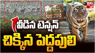 వీడిన టెన్షన్ చిక్కిన పెద్దపులి  Kagaznagar Tiger Latest  Kumuram Bheem Asifabad  BIGTV [upl. by Tnomad]