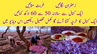 Grow Saffron ll Zafran Earn 5060 Lacks Per Kanal Annually [upl. by Arvonio233]