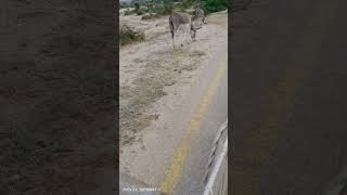 khodha gadha donkey shortvideoviral [upl. by Aihsiyt637]