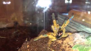 Pterinochilus murinus aka quotOBTquot Threat Display [upl. by Bealle]