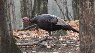 Wild Turkey Parc Omega [upl. by Eggett692]