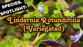 The Aquarium Plant That Flowers Purple Lindernia Rotundifolia An Easy A Low Light Stem Plant [upl. by Haridan510]