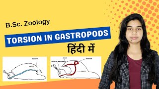 TORSION IN GASTROPODS  हिंदी में  B Sc  Zoology [upl. by Iroc]