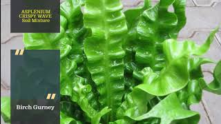 Asplenium Crispy Wave Care  Asplenium Crispy Wave Tips amp Tricks  Asplenium Crispy Wave Plant [upl. by Chevalier]