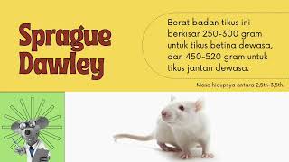 Mengenal macam macam tikus laboratorium [upl. by Betthezel]