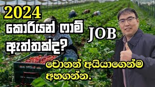 korean farm job vacancy 2024  කොරියන් ෆාම් ජොබ් වෙකන්සි ඇත්තක්ද 2024  චොනන් අයිය  videsha rakiya [upl. by Noreen360]