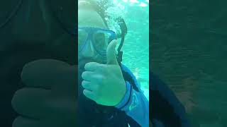 Scuba diving in Sharks Bay Sharm El Sheikh Egypt 🇪🇬 [upl. by Neraj]