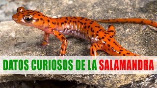 Las salamandras  Datos curiosos de animales [upl. by Dammahom]