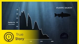 Devastating effects of overfishing  True Story Documentary Channel [upl. by Adnamra]