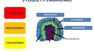 11 Alla scoperta del SNC  embriologia [upl. by Roxine]